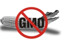 Поля області засіяли культурами без ГМО
