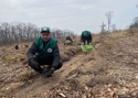 На Сокирянщині лісівники висадили дуби